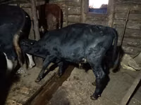 Toro, Bovini — foto 3