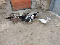 Ducks — photo 8