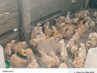 Chickens — foto 2