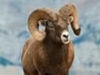 Beran, Gorkov sheep — foto 2