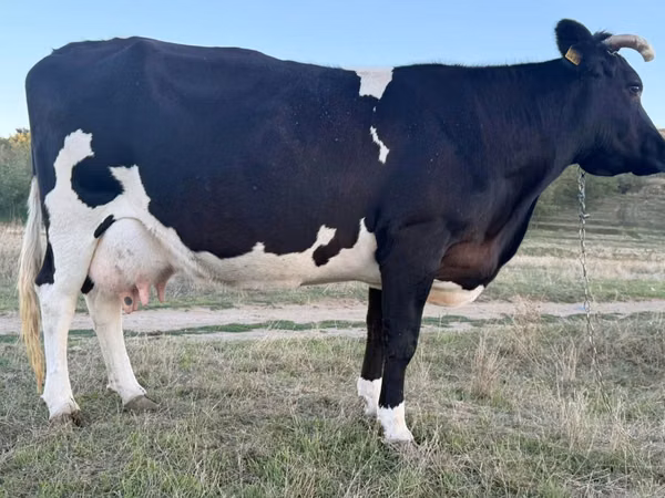 Cow, Holstein breed — Moldova