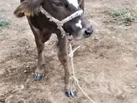 İnek, Sığır — foto 1
