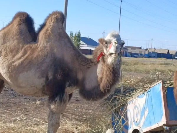 Cămilă femelă, Kazakh Bactrian camel