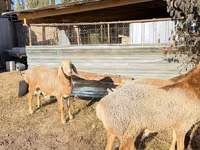 Vædder, Edilbay sheep — foto 3