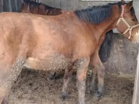 خيول (دفعة، الجنس غير محدد), Kazakh horse — الصورة 2