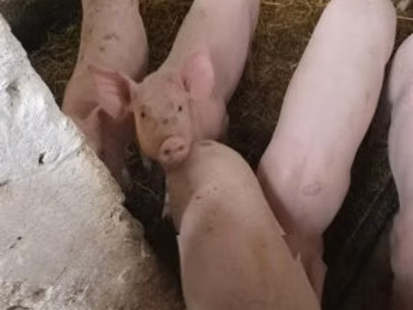 สุกร (เป็นล็อต, ไม่ระบุเพศ), หมู