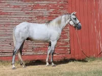 公马, Tennessee Walking Horse — 照片 8