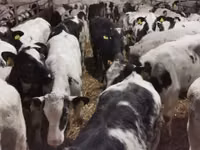 Говеда (партида, пол не е посочен), Russian Black pied cattle — снимка 5