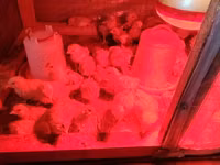 Chickens — foto 1