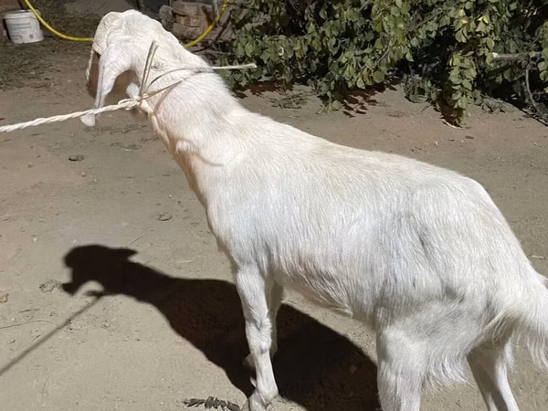 بز نر, Saanen goat — قرقیزستان