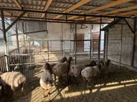 Får, Rhon sheep — foto 2