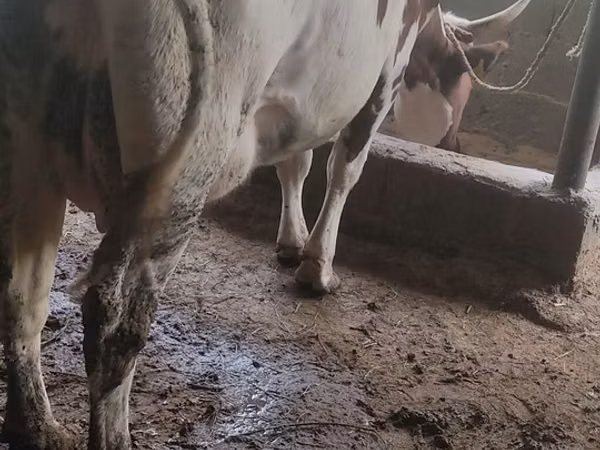 Cow, Ayrshire — Kyrgyzstan