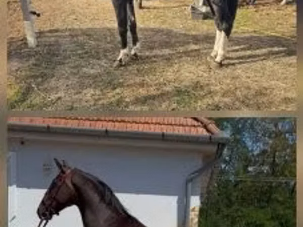 Hing, Dutch warmblood horse
