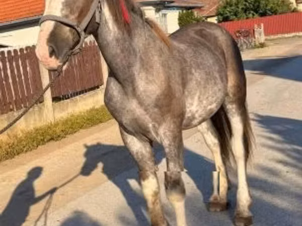 Horse (M), Horses — Hungary