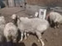 የጎትት አውራ በግ, Sheep — ፎቶ 5