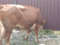 Cow, Swiss cattle — photo 4