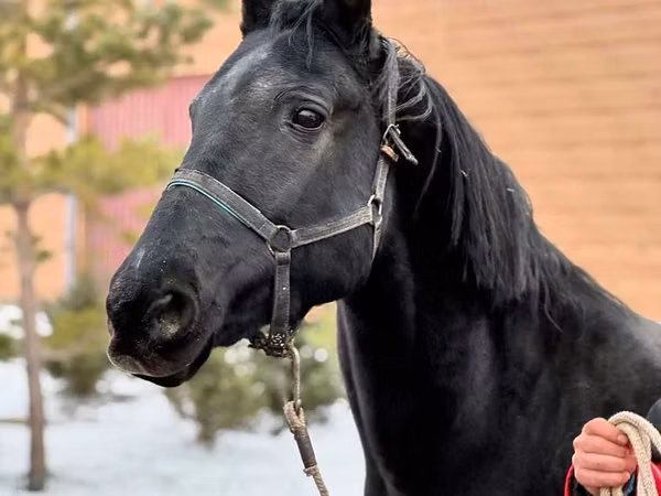 Mare, Akhal-Teke
