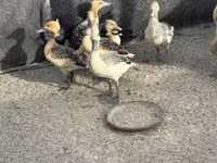 Geese — 사진 3