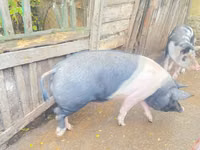 Sow, Pigs — photo 4