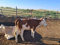 Vaca, Simmental cattle — foto 3