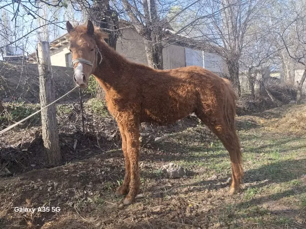 Horses (batch, sex not specified), Horses — Kazakhstan
