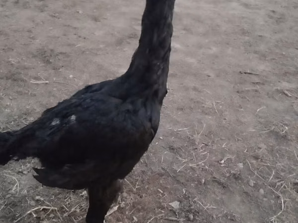 Chickens — Kyrgyzstan