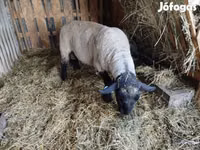 Ram, White Suffolk sheep — photo 3