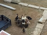 Ducks — عکس 4