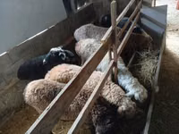 Biri-biri betina, Sheep — foto 7
