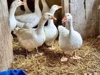 Geese — photo 1