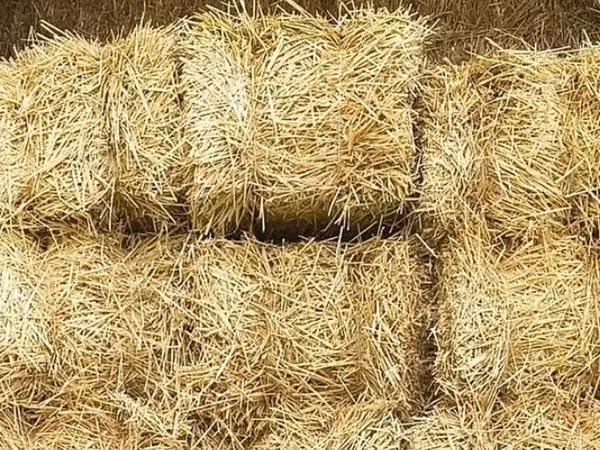 Продаю 🌾 солому ячменную!
Тюки соломы, хранятся под навесом, сухие!