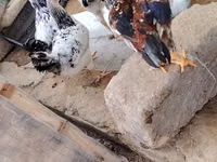 Toyuq/xoruz üçün açıq hava qəfəsi və kiçik toyuq daxması - Material — 사진 4