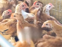 Chickens — ছবি 5