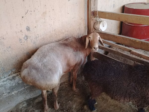 Ram, Arashan sheep — Uzbekistan