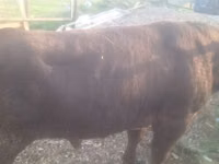 Cattle (batch, sex not specified), Cattle — photo 4