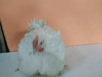 Geese — ছবি 3