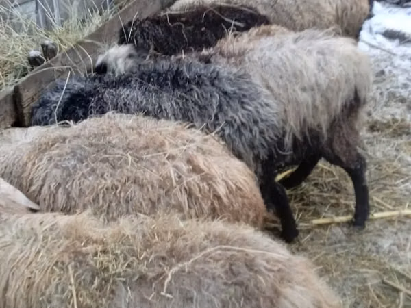 Sheep, Sheep — Moldova