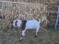 بز نر, Nubian Goat — عکس 1