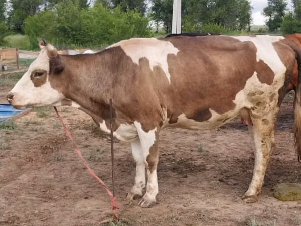 母牛, Red Steppe Cow