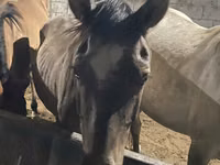 Yegua, Caballos — foto 6