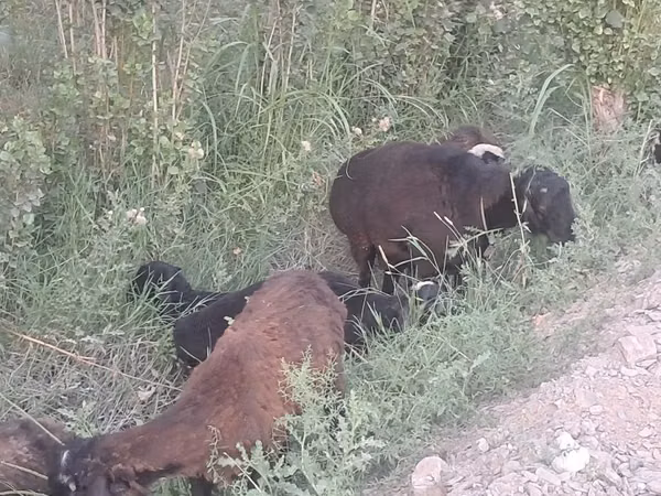 Sheep (batch, sex not specified), Sheep — Uzbekistan