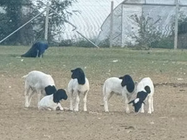 Carneiro, Dorper sheep — Hungria