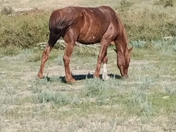 Horse (M), Horses — Kazakhstan