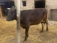 Cow, Cattle — photo 1