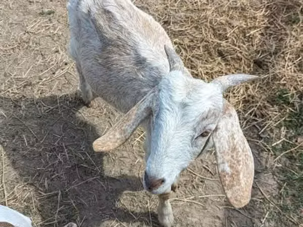 Billy Goat, Goats