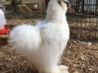 Silkie — foto 1