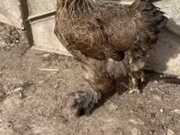 Brahma — foto 3