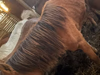 فرس, Kustanai horse — الصورة 1