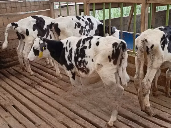 गाय, गोलस्टीन नस्ल