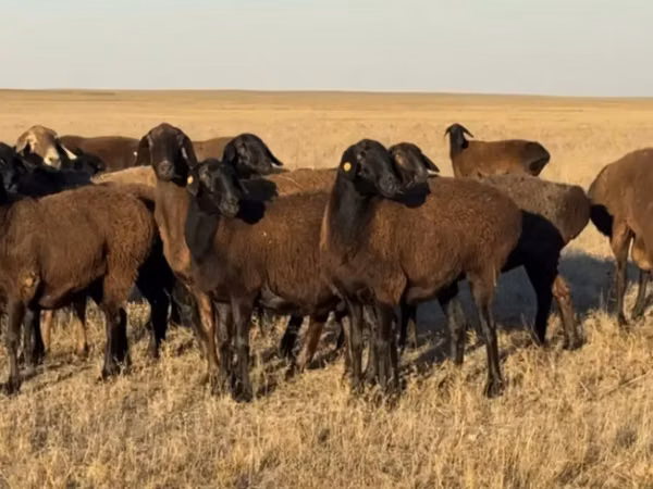 母羊, Sheep — 哈萨克斯坦